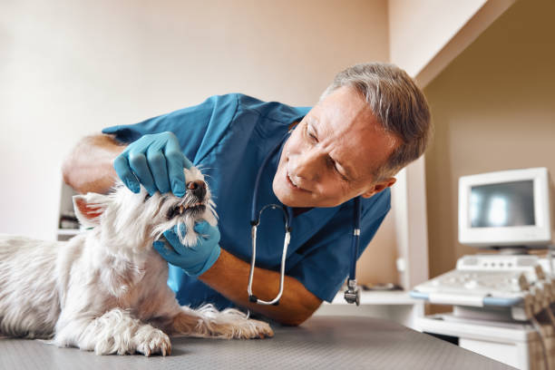 Best Emergency Dental Care for Sports Injuries in Haven, KS